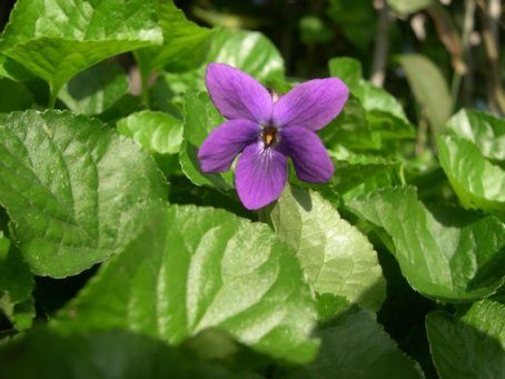 violetta 3