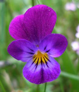 violetta viola RID