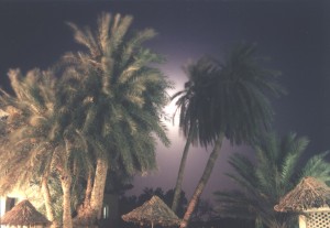 palme_di_notte_con_luna