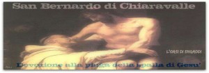 san bernardo banner dev. piaga spalla